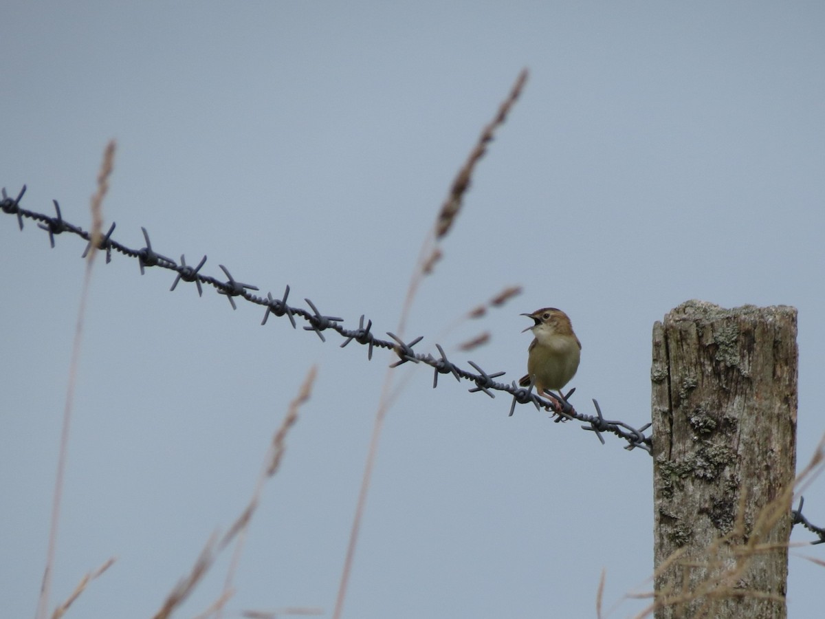 Zitting Cisticola - ML612118321