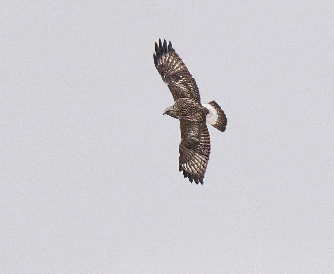 Rough-legged Hawk - ML612118336