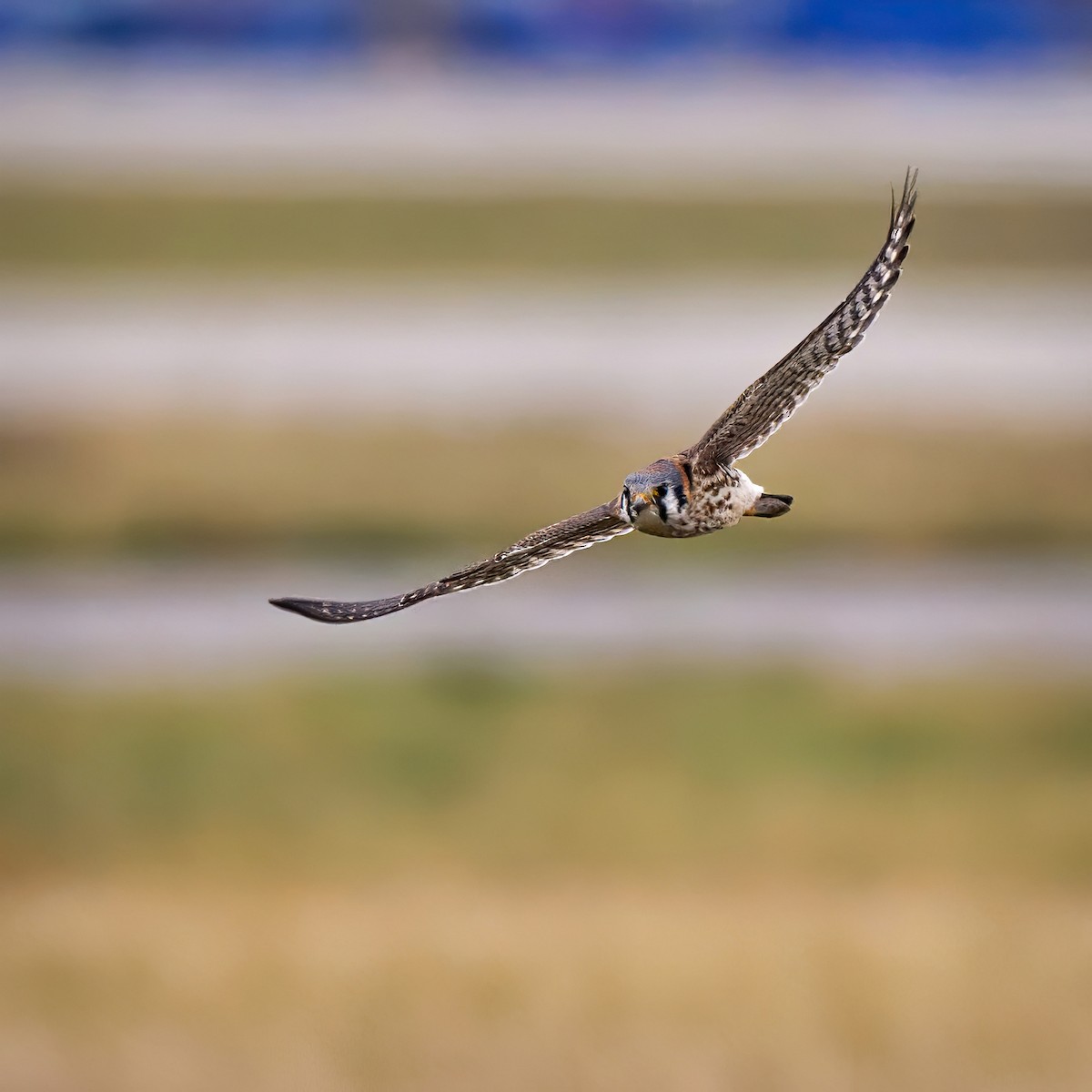 American Kestrel - Roger Friedman