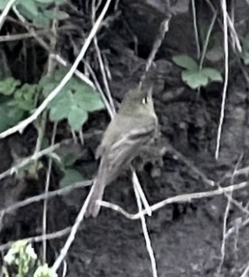 Western Flycatcher (Cordilleran) - Trip Bondi