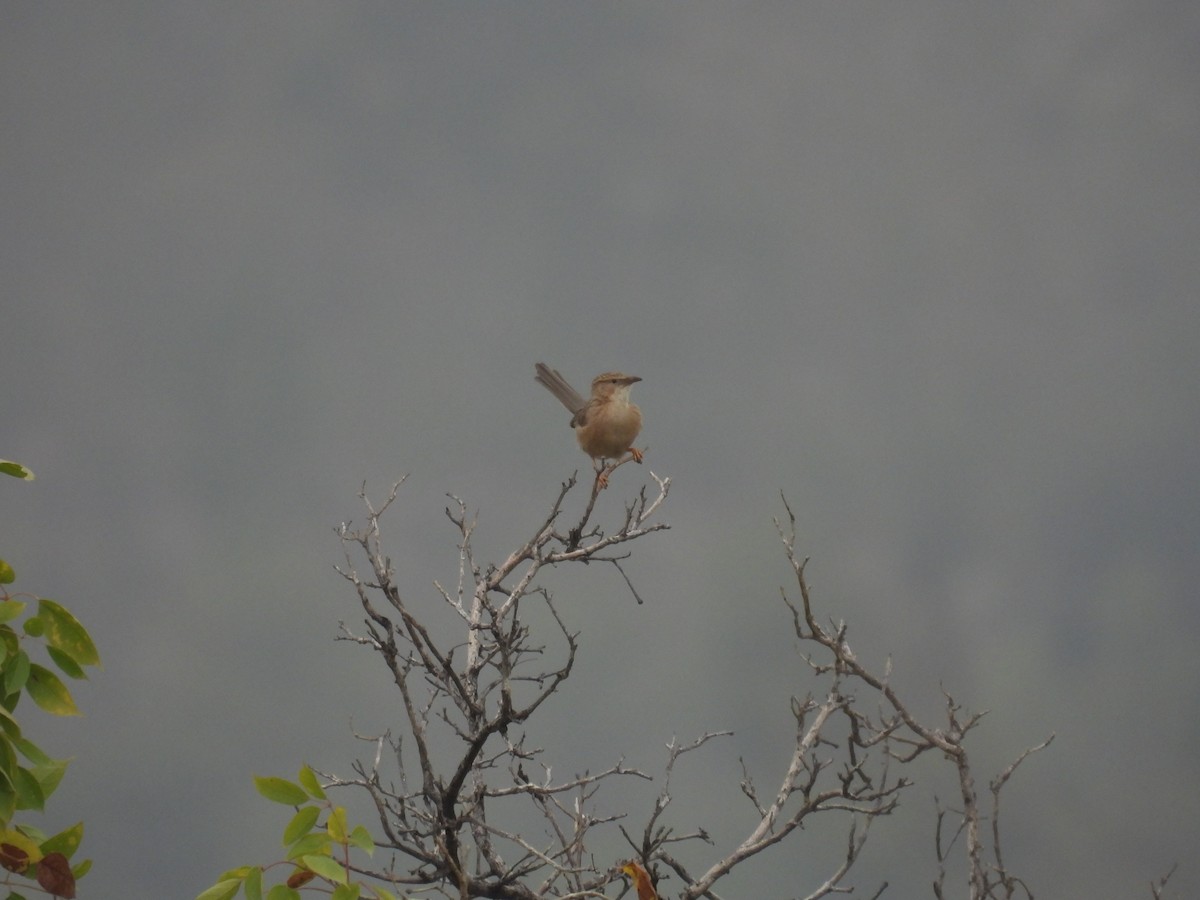 Common Babbler - Praveen Tangirala