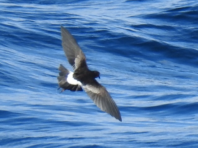 Wilson's Storm-Petrel - Samuel Odrzykoski