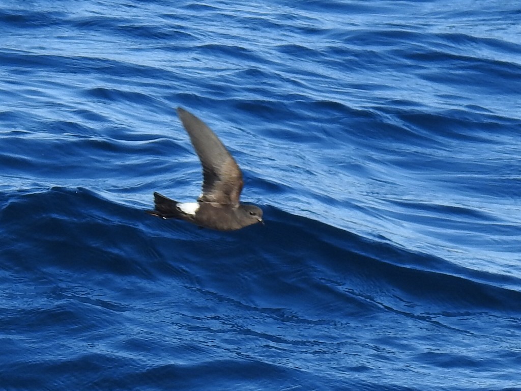 Wilson's Storm-Petrel - ML612118481