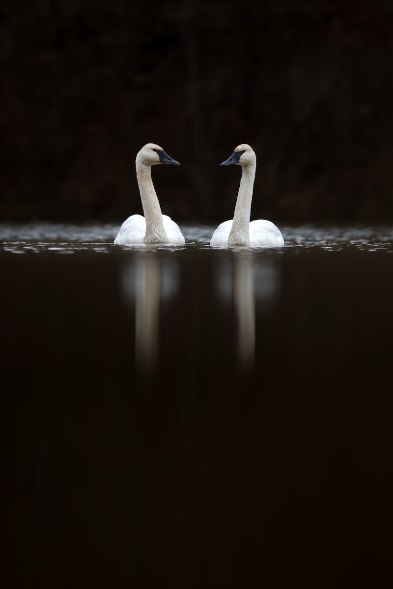 Trumpeter Swan - ML612118634