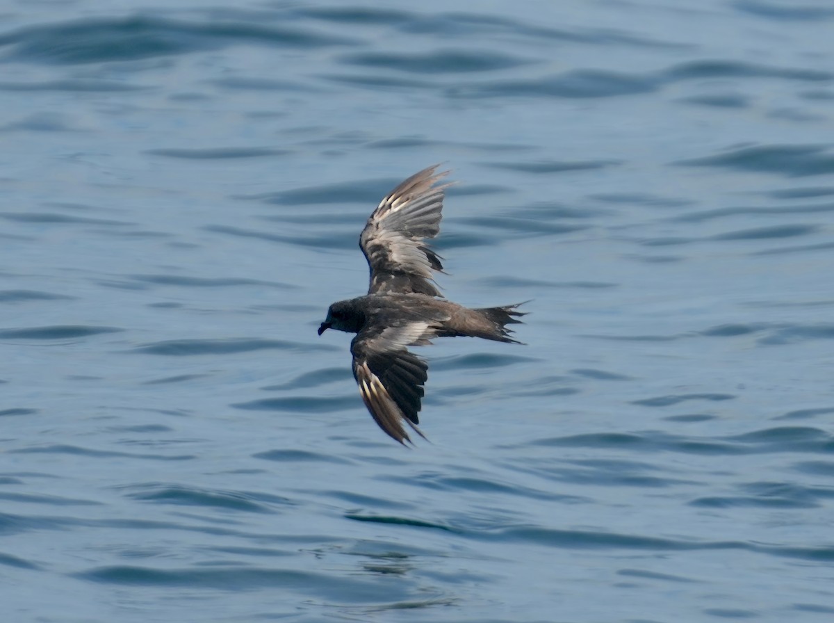 Swinhoe's Storm-Petrel - ML612118651