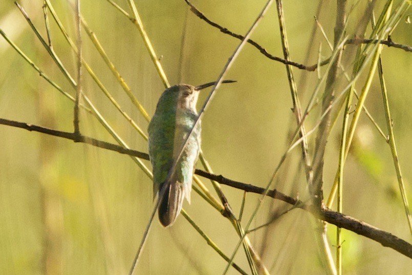kolibřík rudozobý - ML612118667