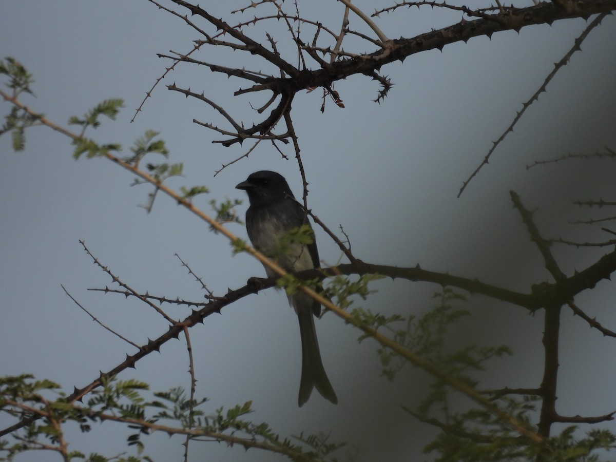 Drongo Ventriblanco - ML612118676