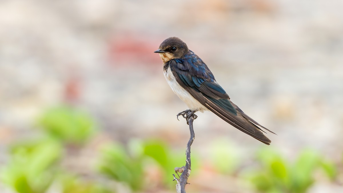 Barn Swallow - ML612118723