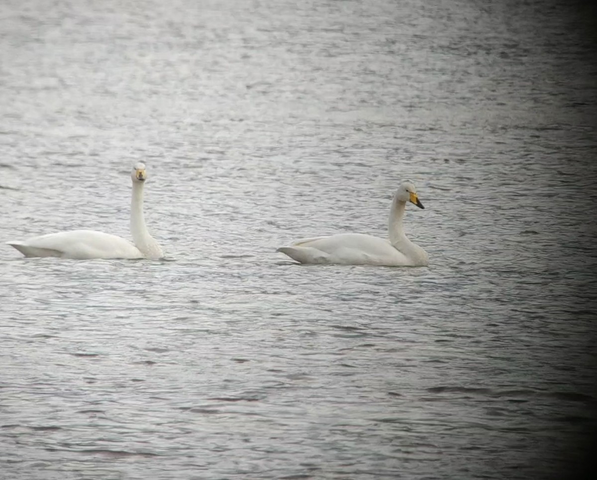 Whooper Swan - ML612118917