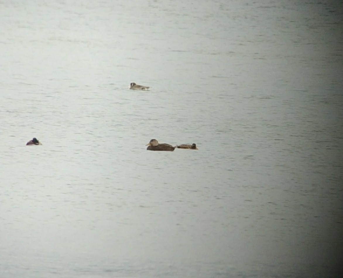 American Black Duck - Álvaro Crego Deán