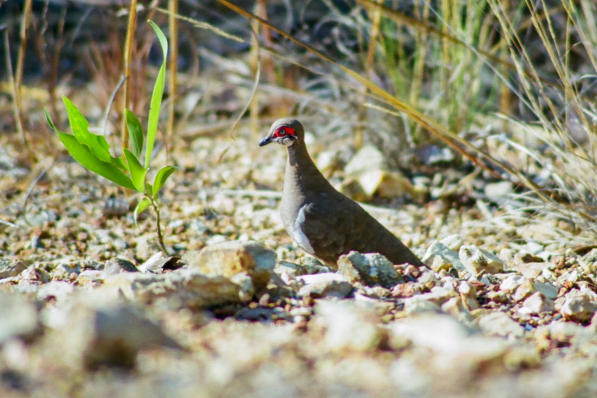 Partridge Pigeon - ML612119108