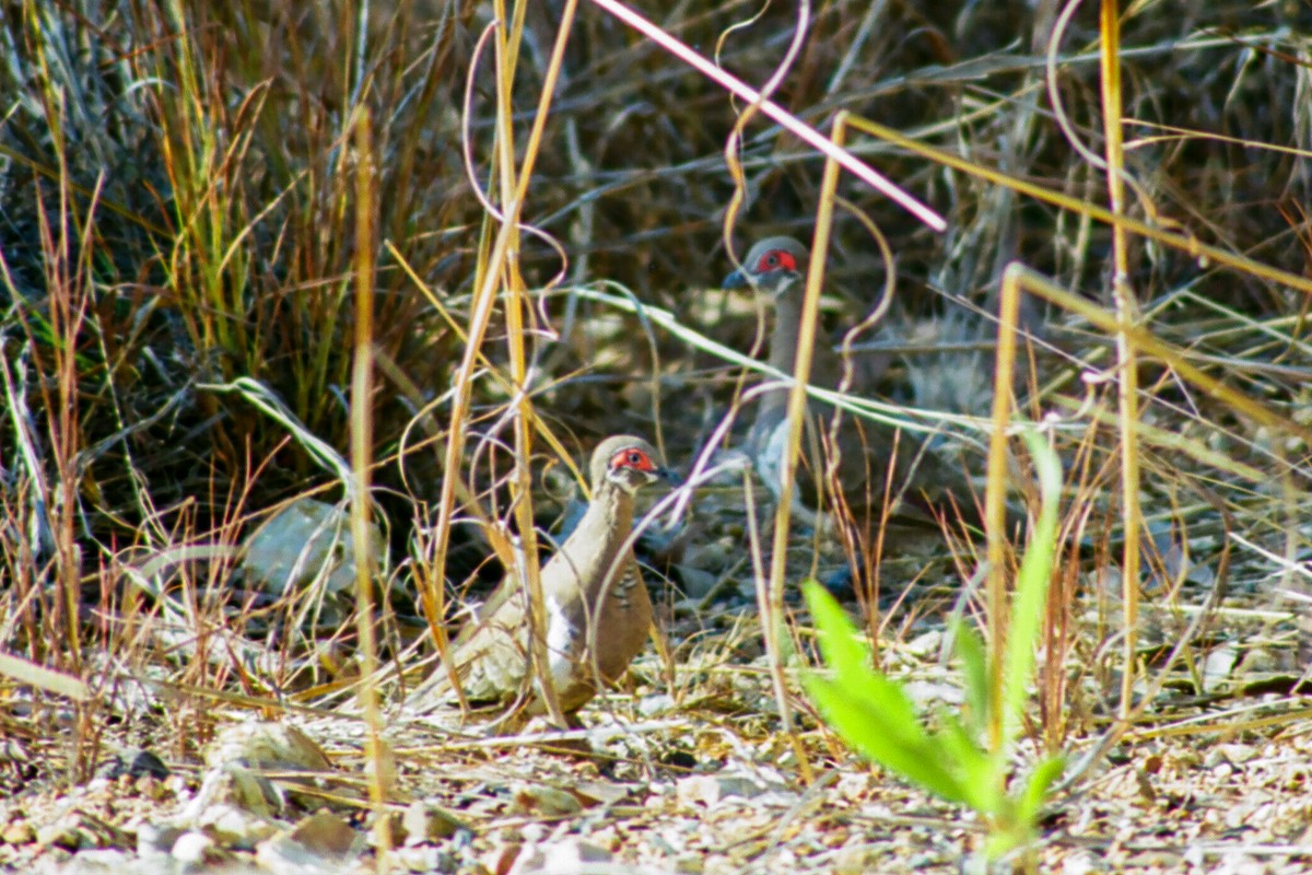 Partridge Pigeon - ML612119109