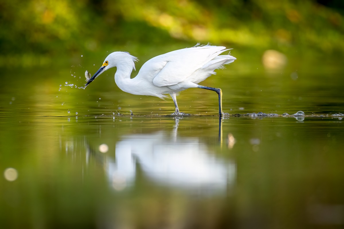 Snowy Egret - ML612119149