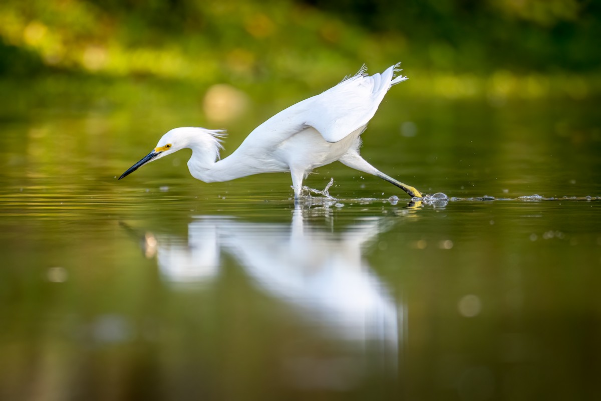 Snowy Egret - ML612119150