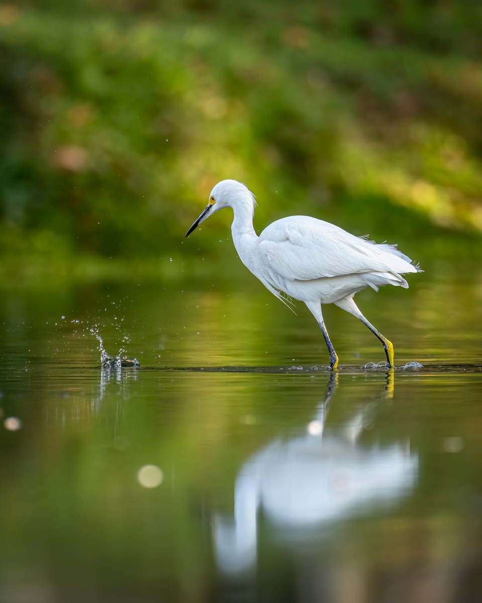 Snowy Egret - ML612119151