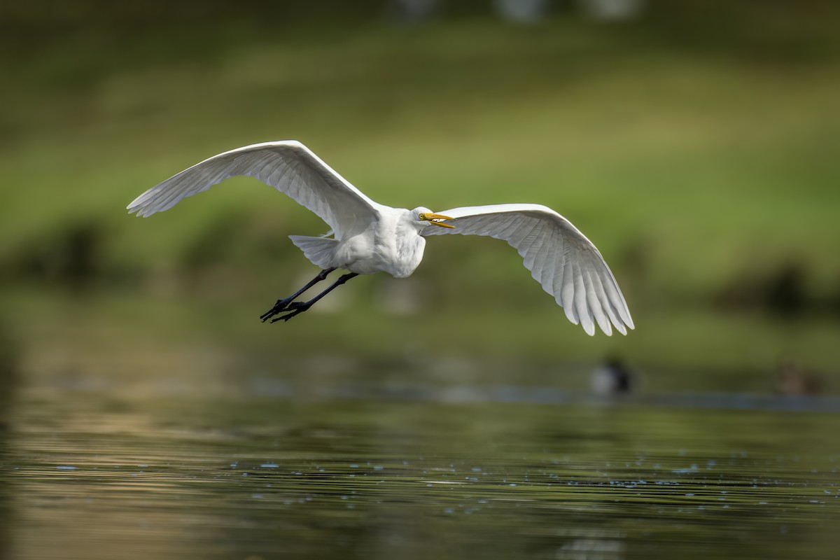 Great Egret - Bob Hurst