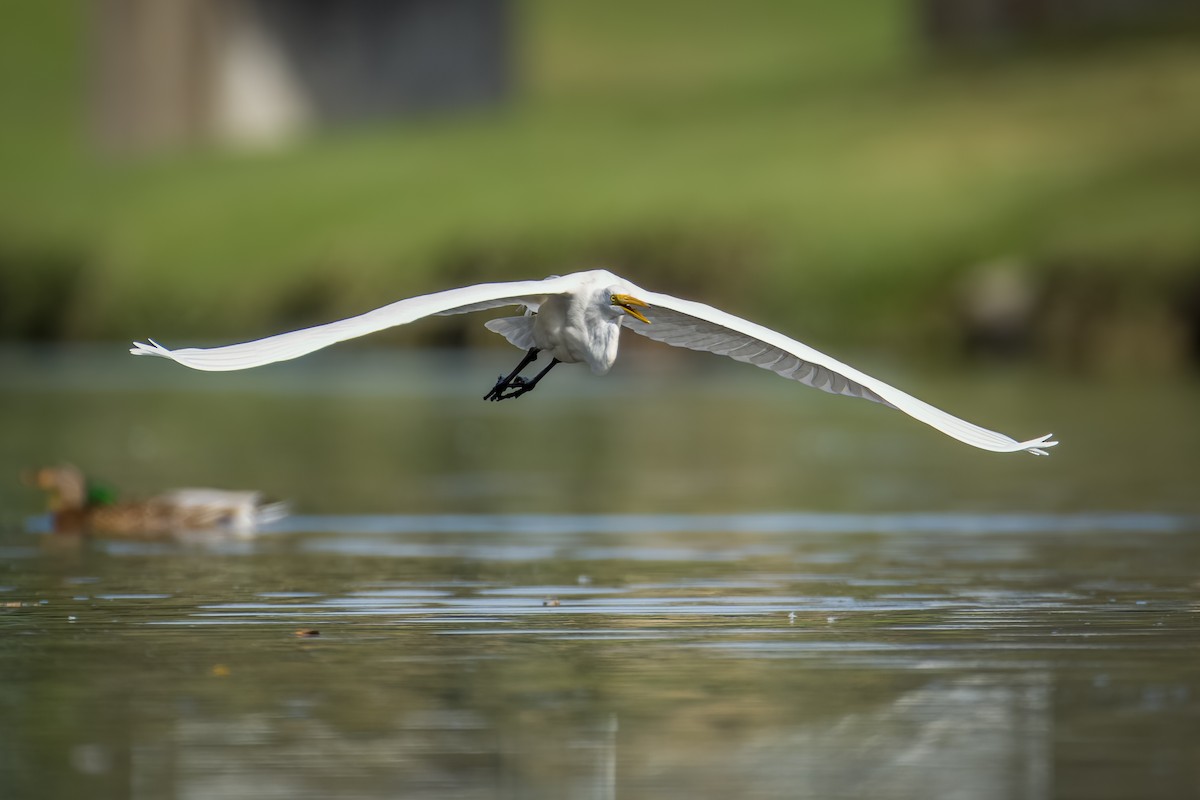 Great Egret - ML612119153