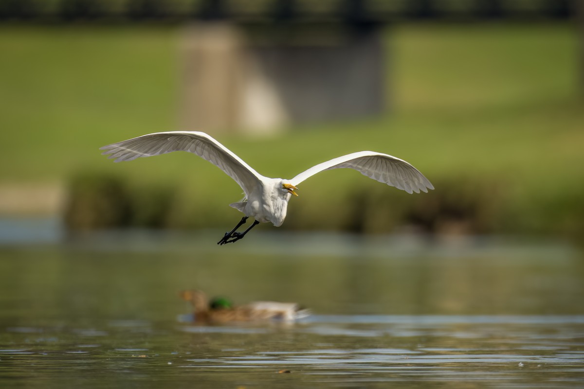 Great Egret - ML612119155