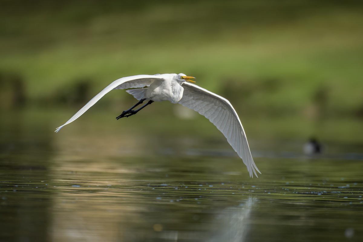 Great Egret - ML612119156