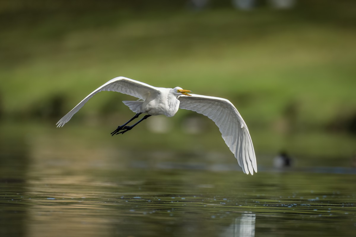 Great Egret - ML612119157