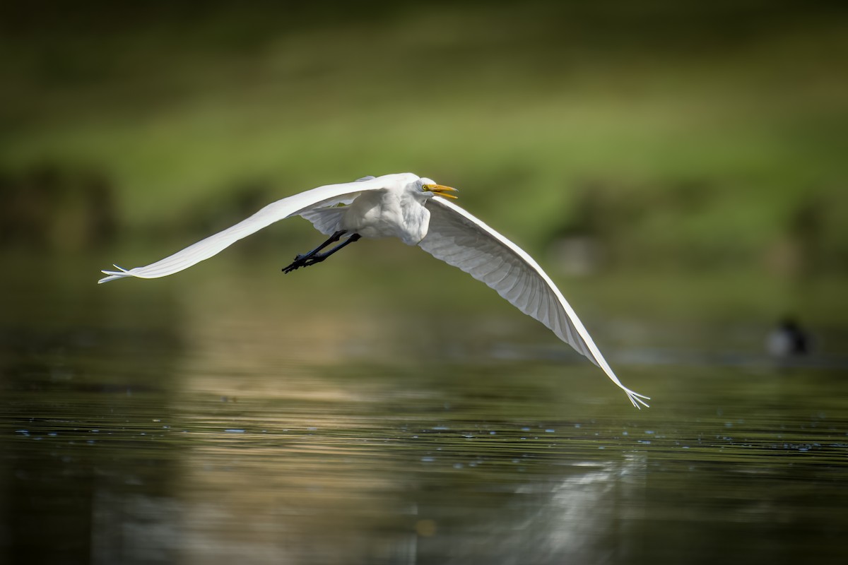 Great Egret - ML612119158