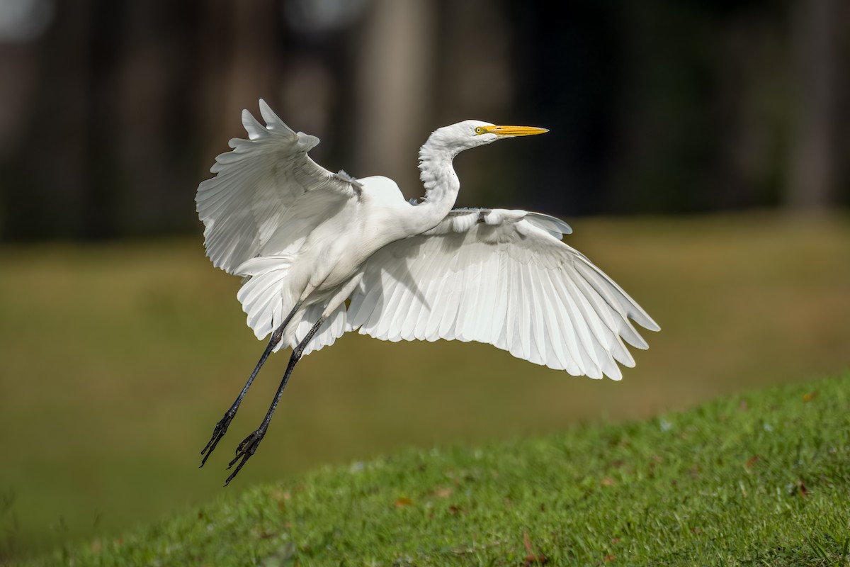 Great Egret - ML612119159