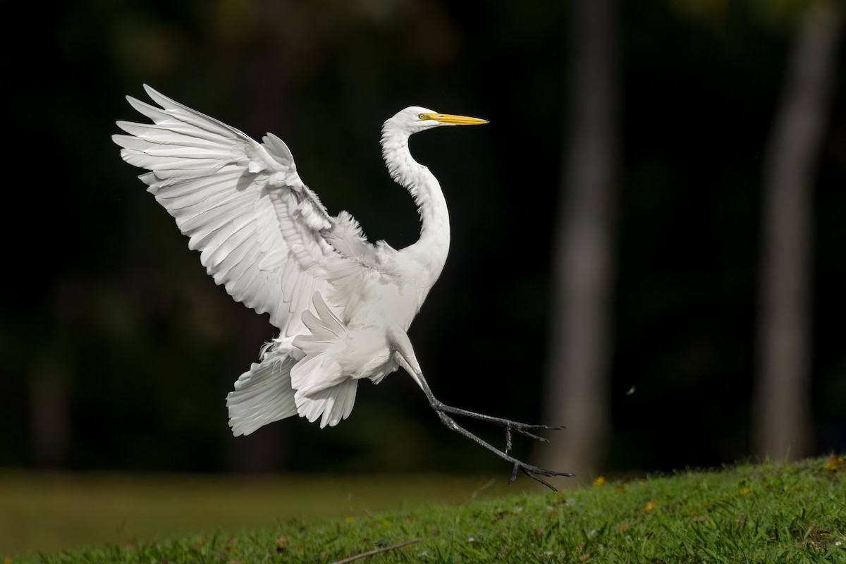 Great Egret - ML612119160