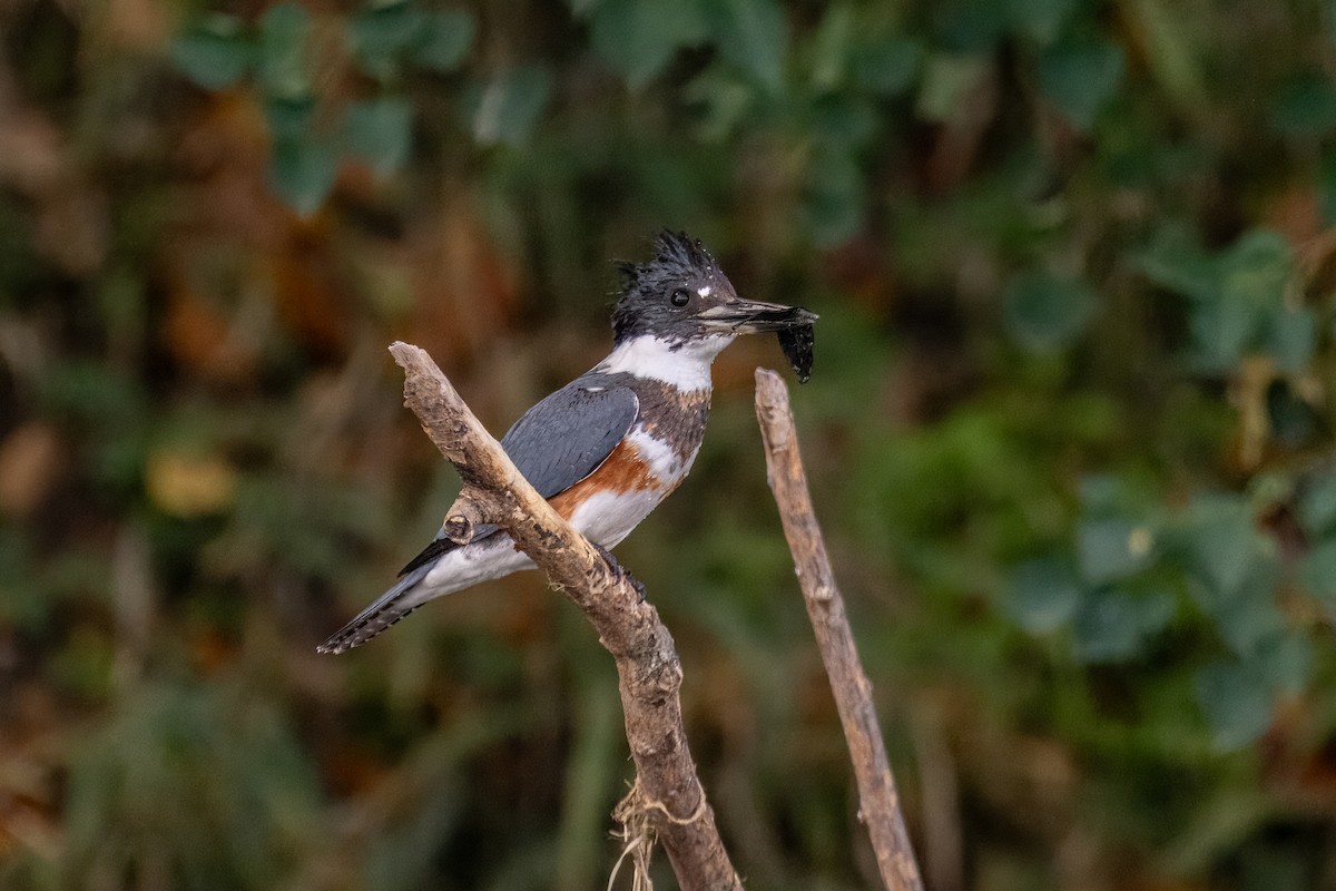 Belted Kingfisher - ML612119172