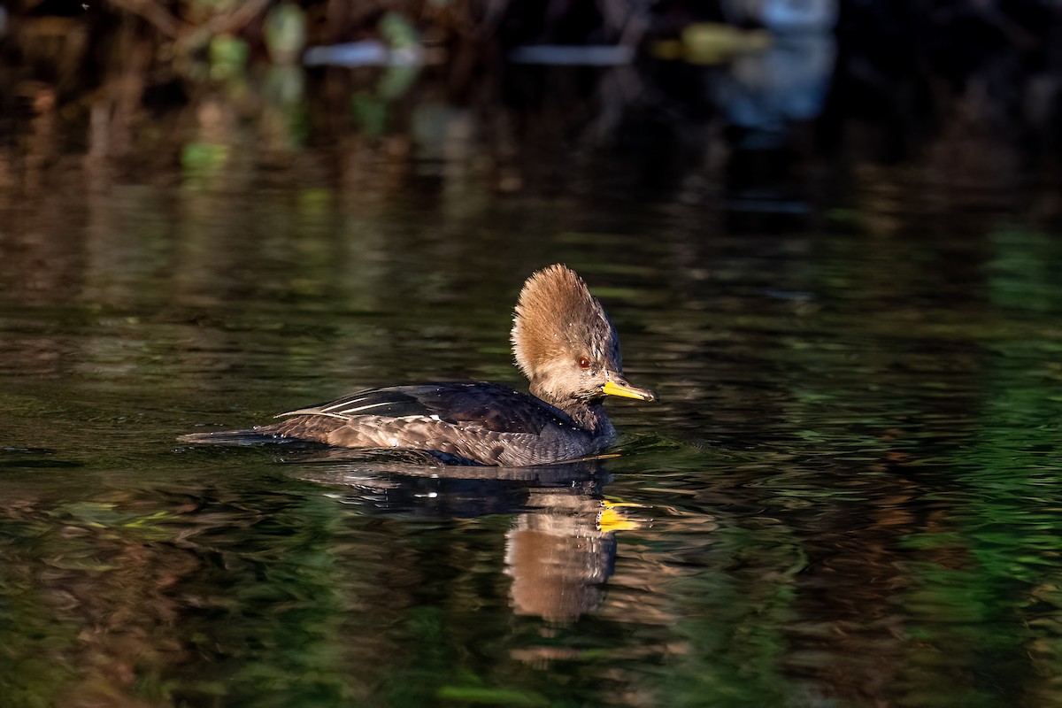 Hooded Merganser - ML612119187