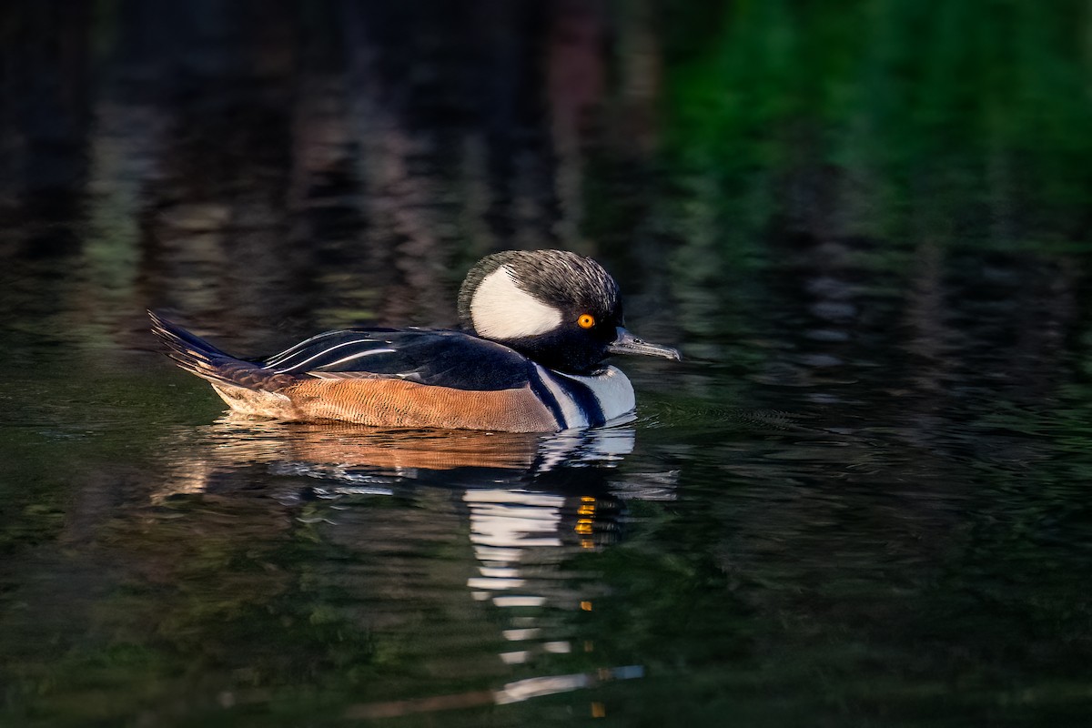 Hooded Merganser - ML612119188