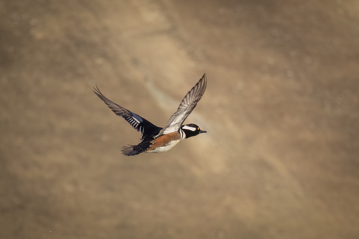 Hooded Merganser - ML612119189