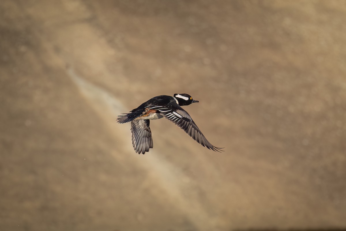 Hooded Merganser - ML612119190