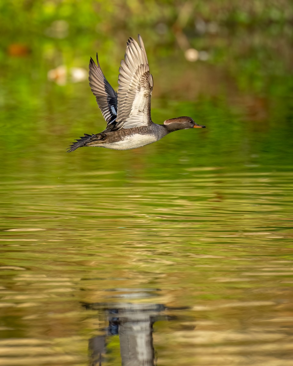 Hooded Merganser - ML612119193