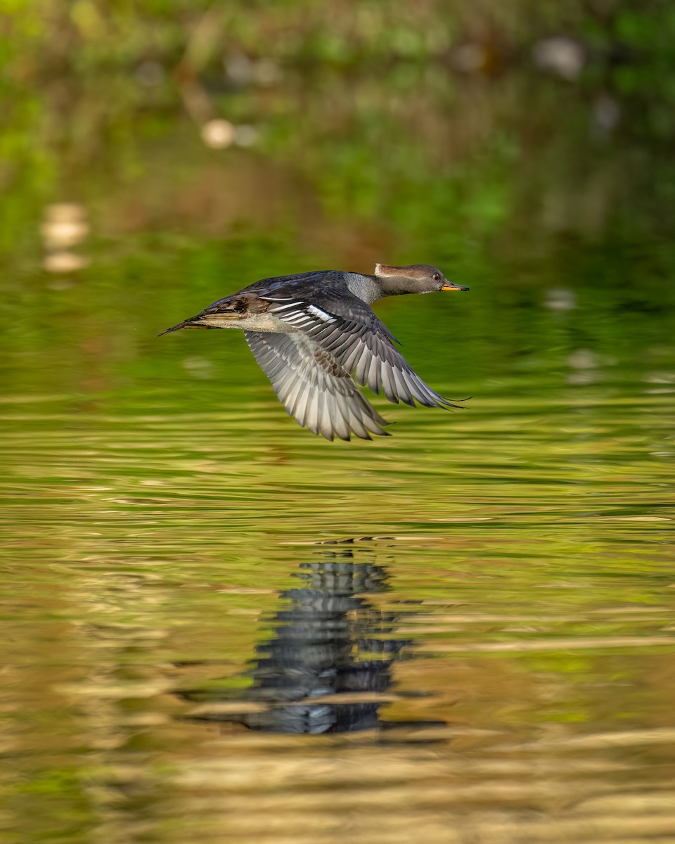 Hooded Merganser - ML612119194