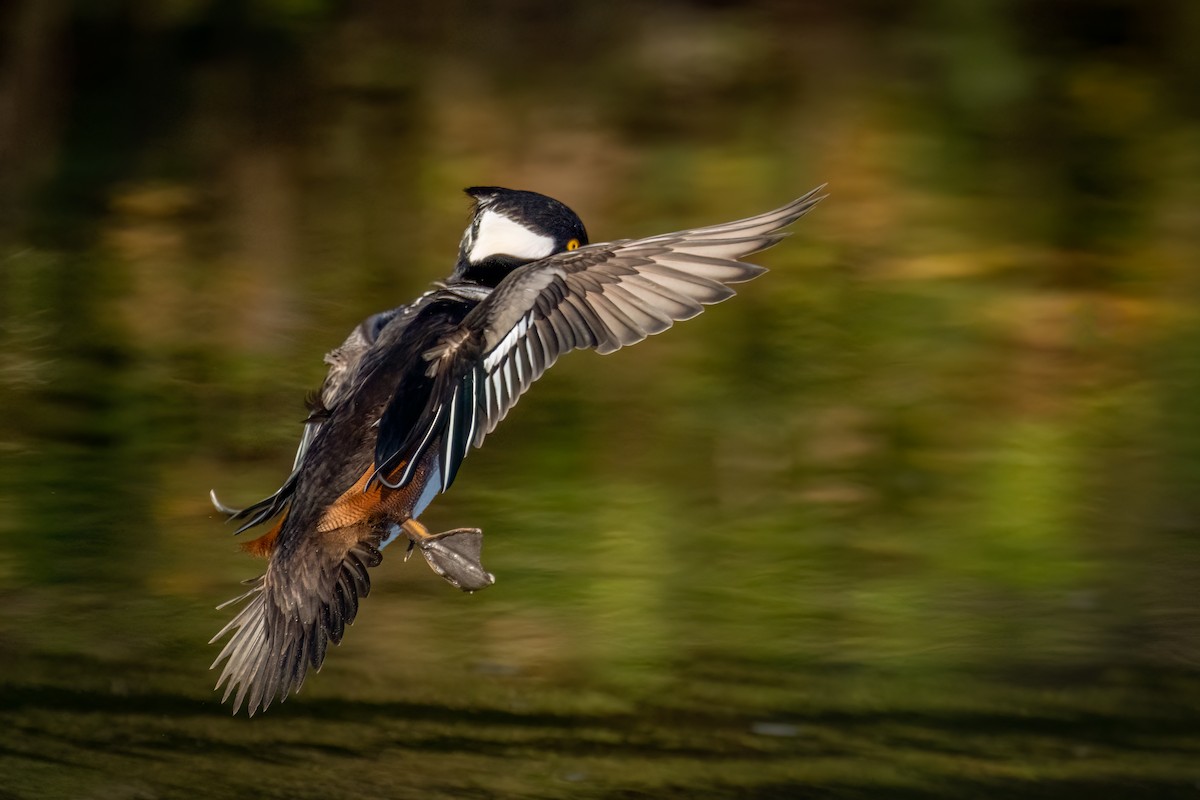 Hooded Merganser - ML612119195