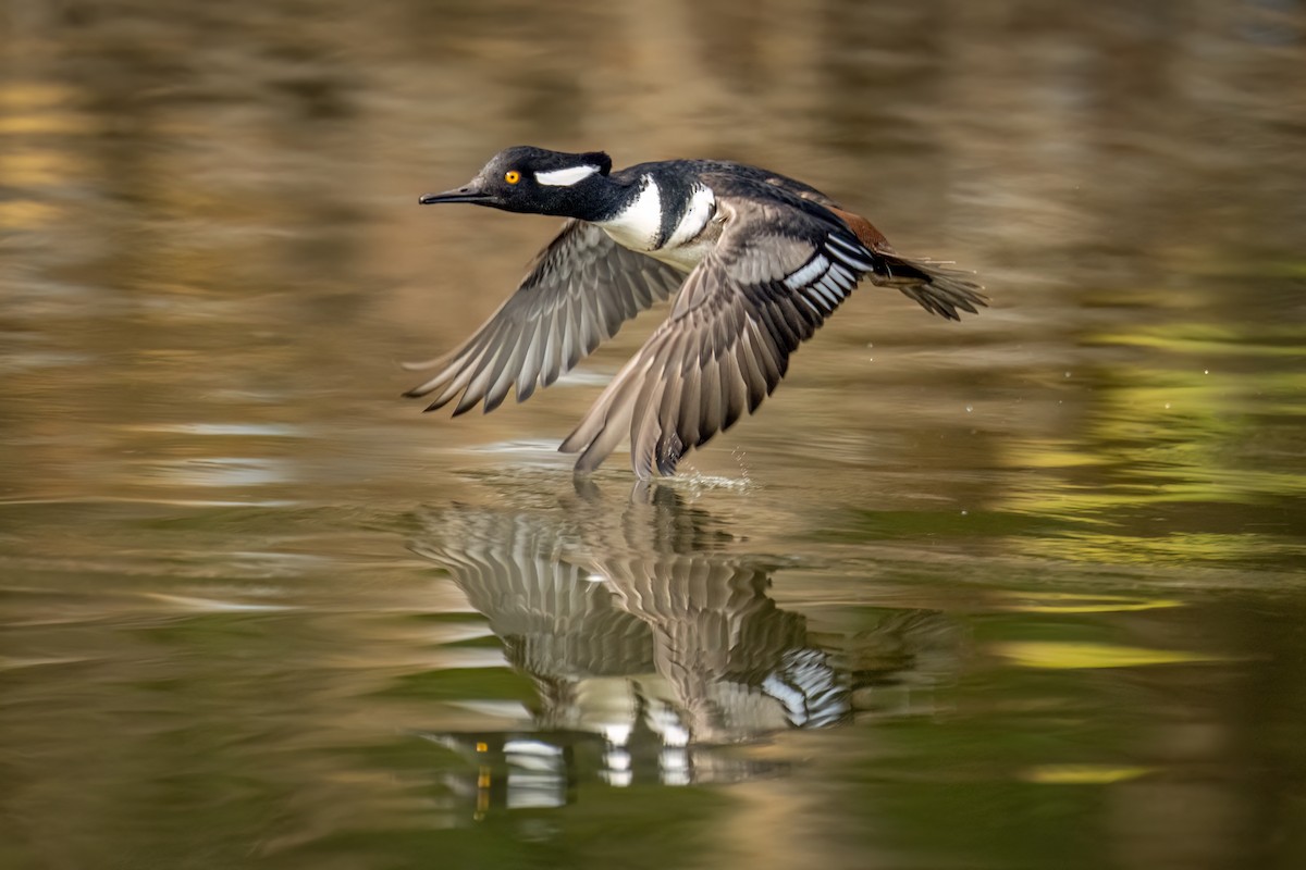 Hooded Merganser - ML612119198