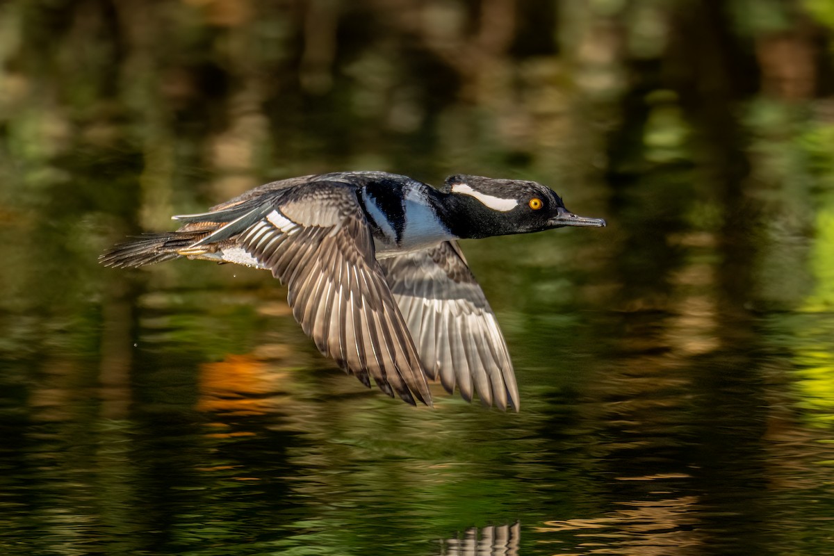 Hooded Merganser - ML612119199