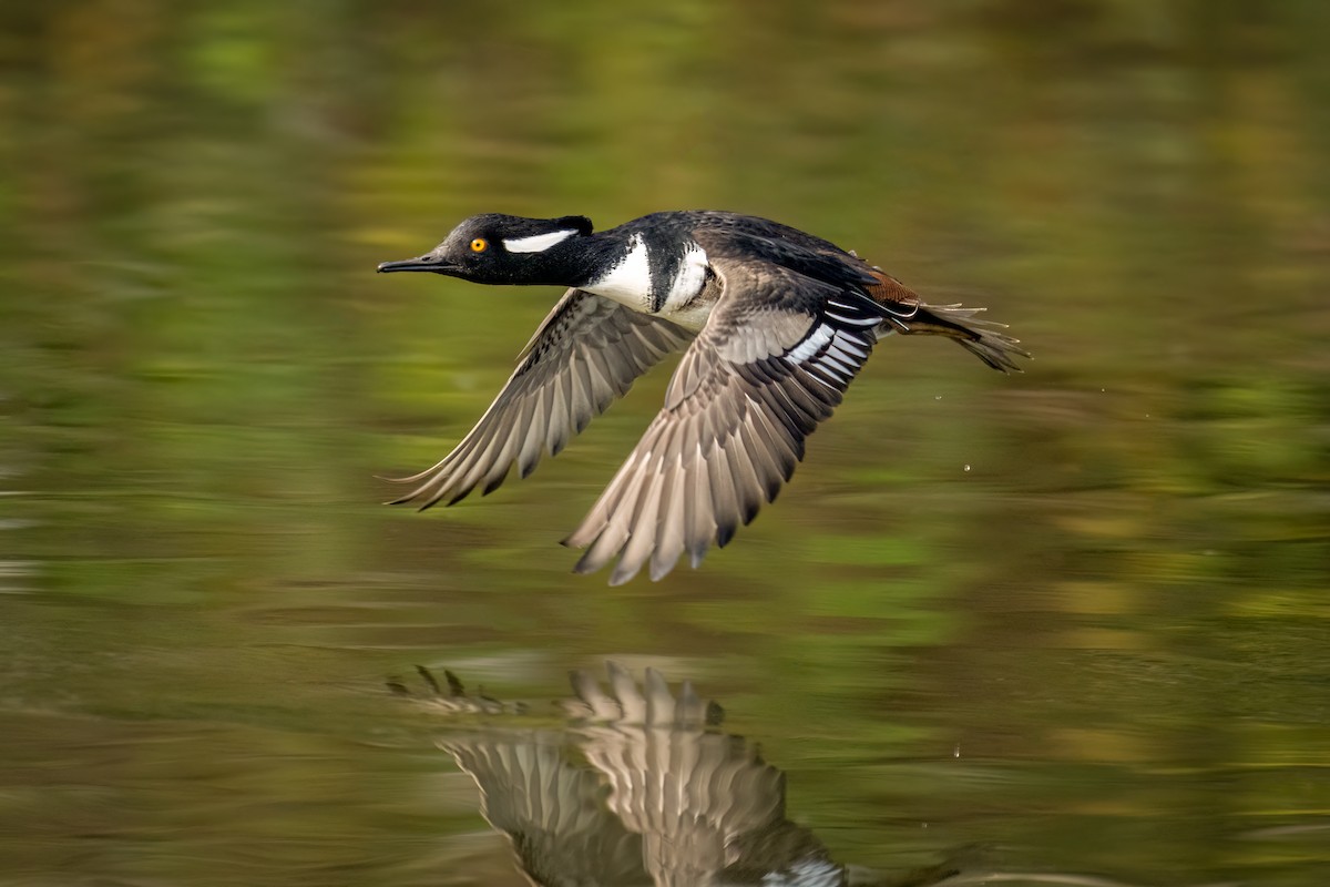 Hooded Merganser - ML612119200