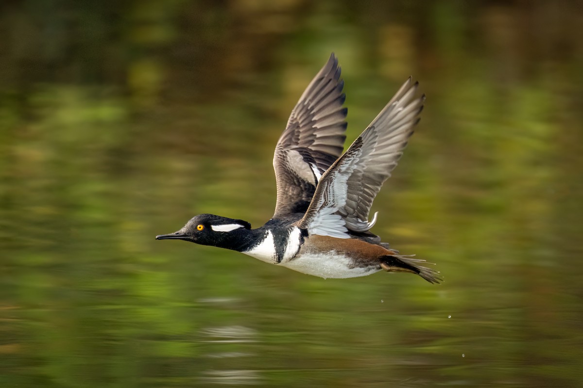 Hooded Merganser - ML612119201