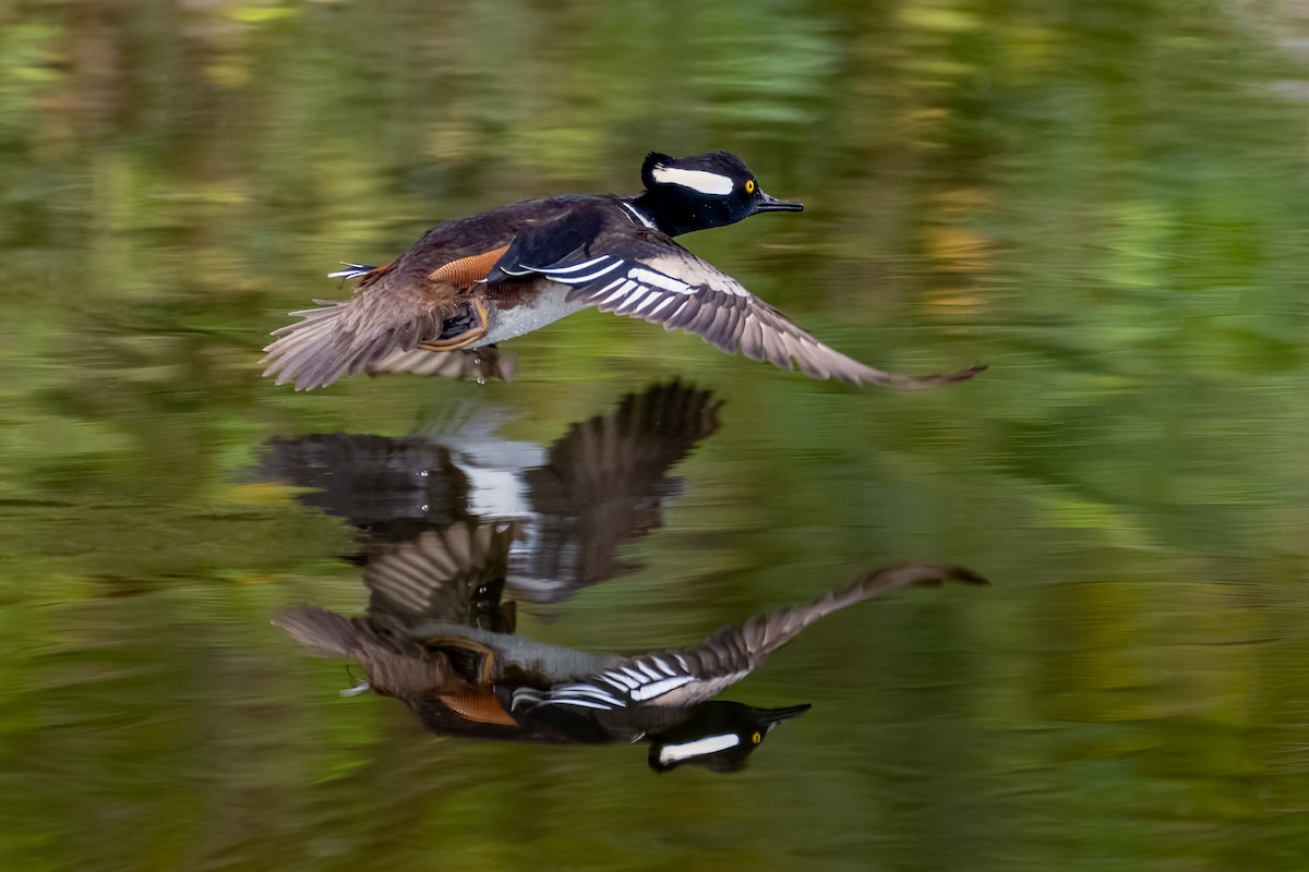 Hooded Merganser - ML612119202