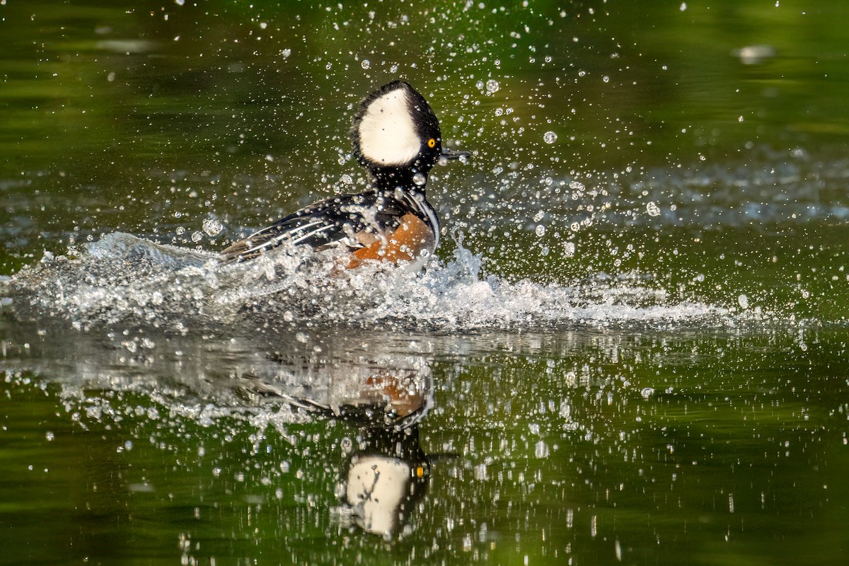 Hooded Merganser - Bob Hurst