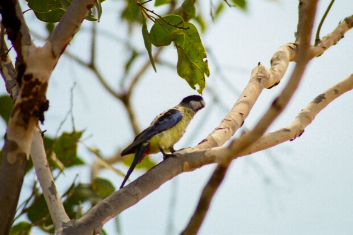 Northern Rosella - Tommy Pedersen