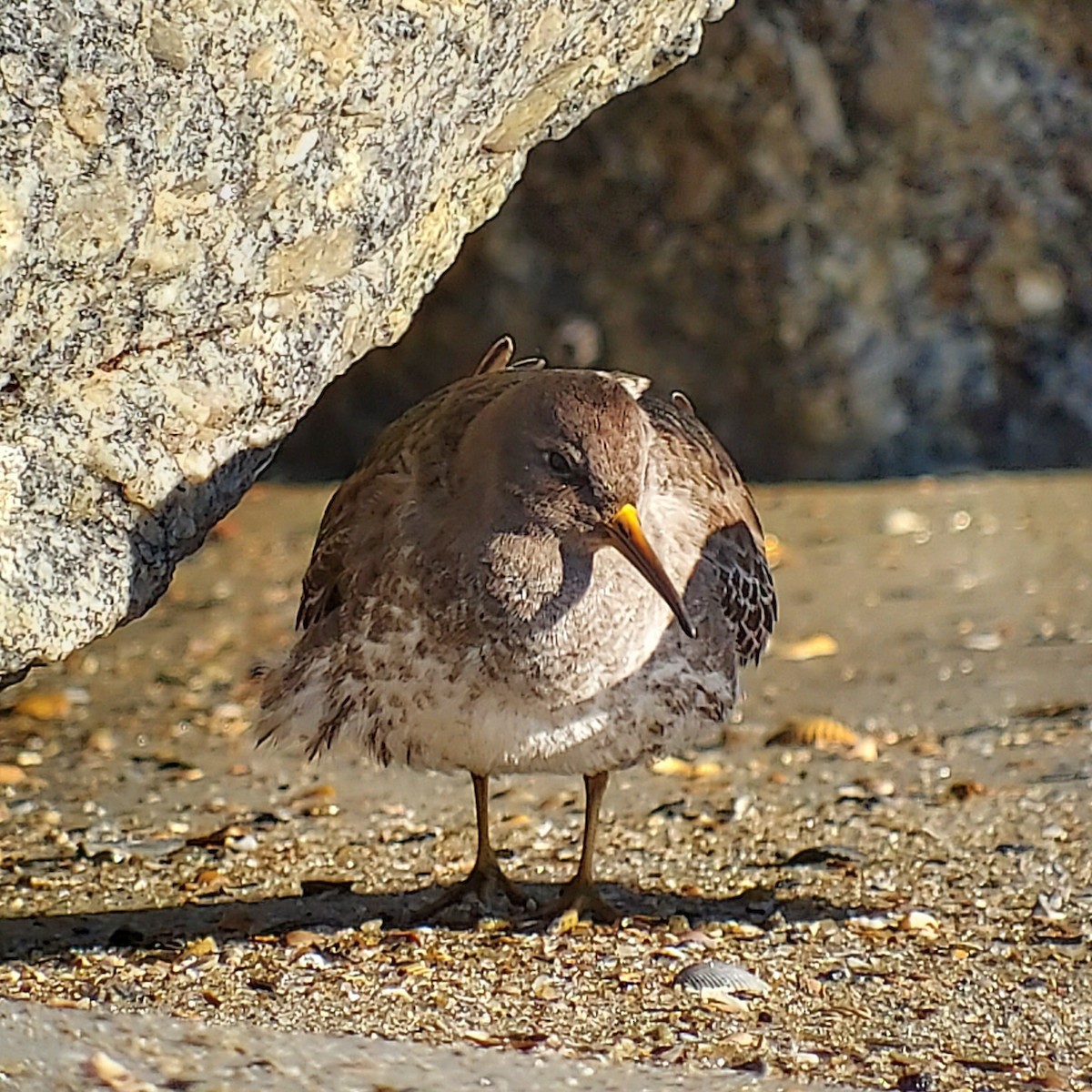 Purple Sandpiper - ML612119327