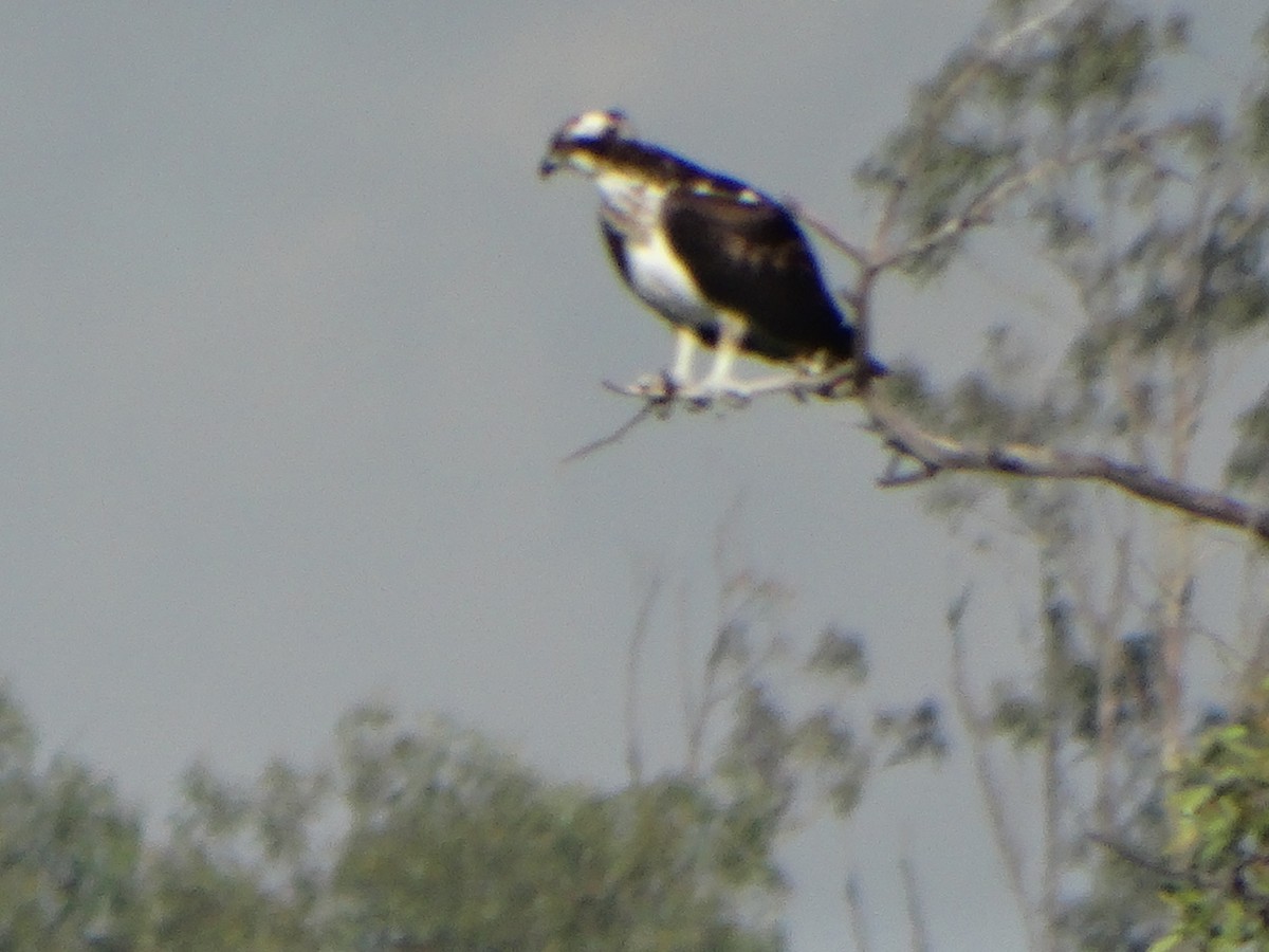 Águila Pescadora - ML612119451