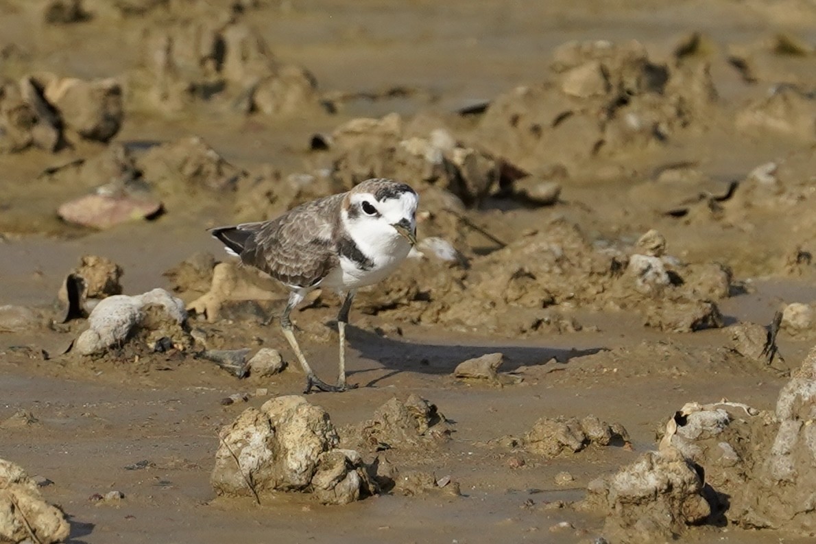 Kentish Plover (Hanuman) - ML612119528