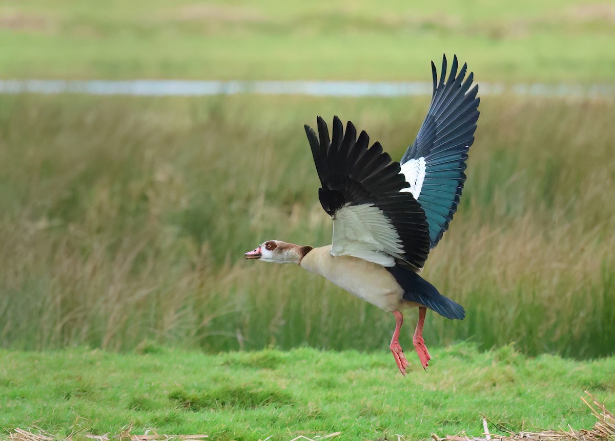 Egyptian Goose - ML612119529