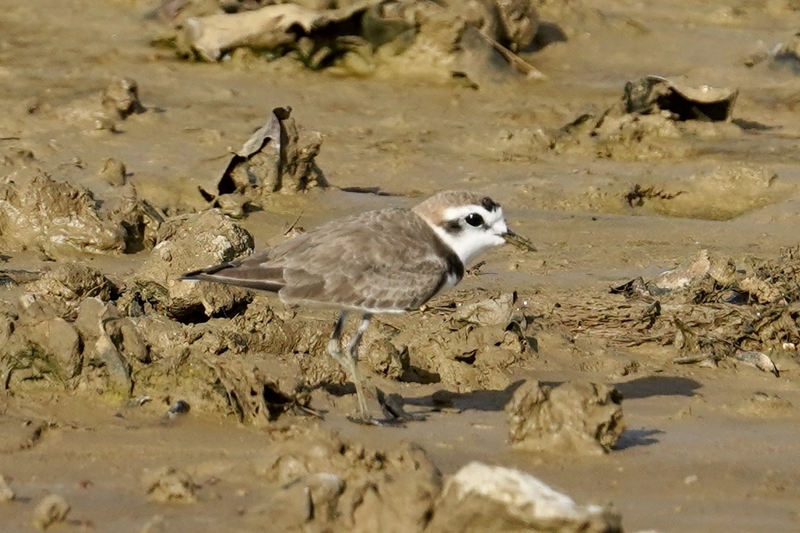 Kentish Plover (Hanuman) - ML612119536