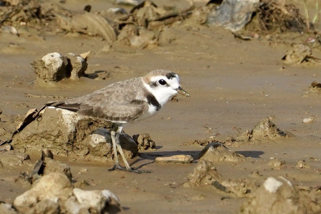 Kentish Plover (Hanuman) - ML612119537