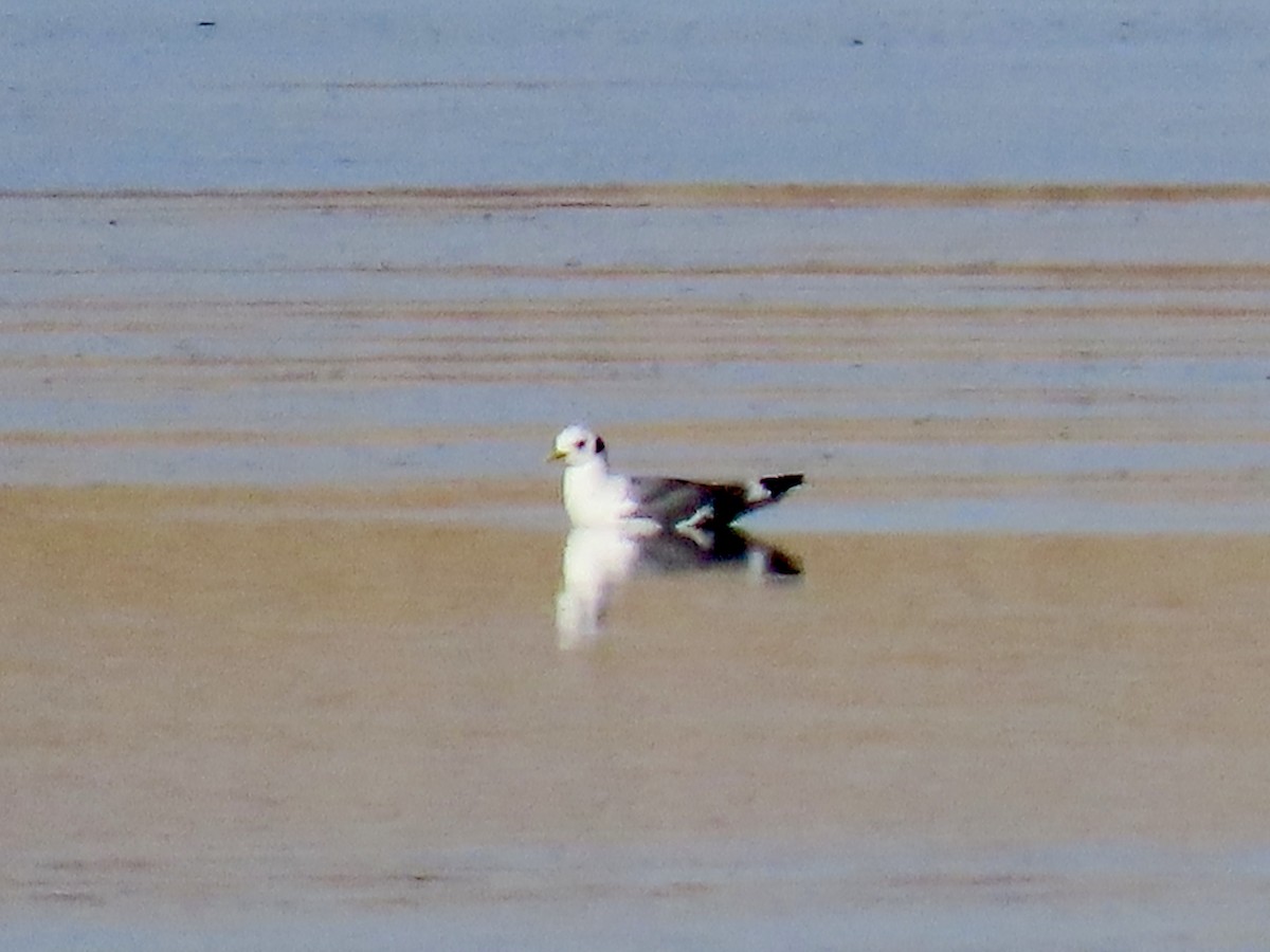 Black-legged Kittiwake - ML612119545