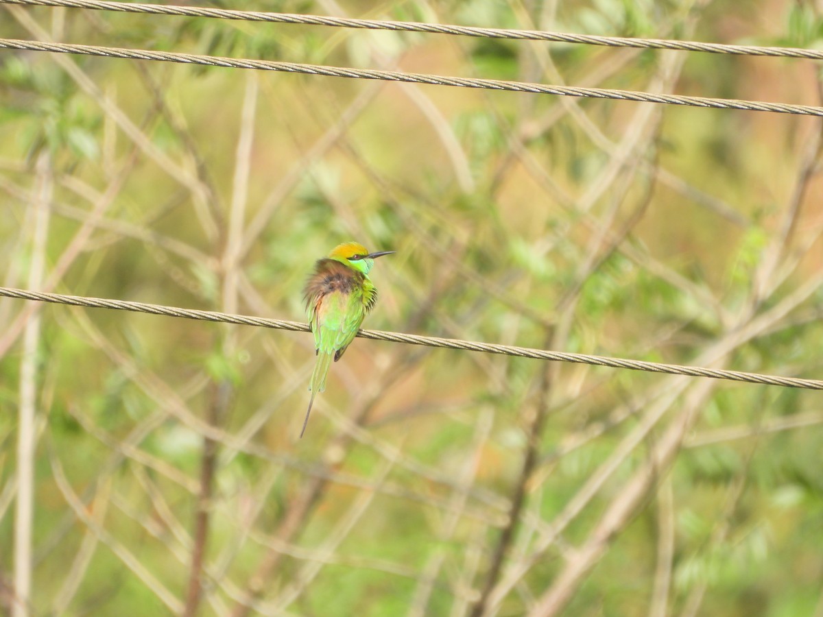 Asian Green Bee-eater - ML612119597